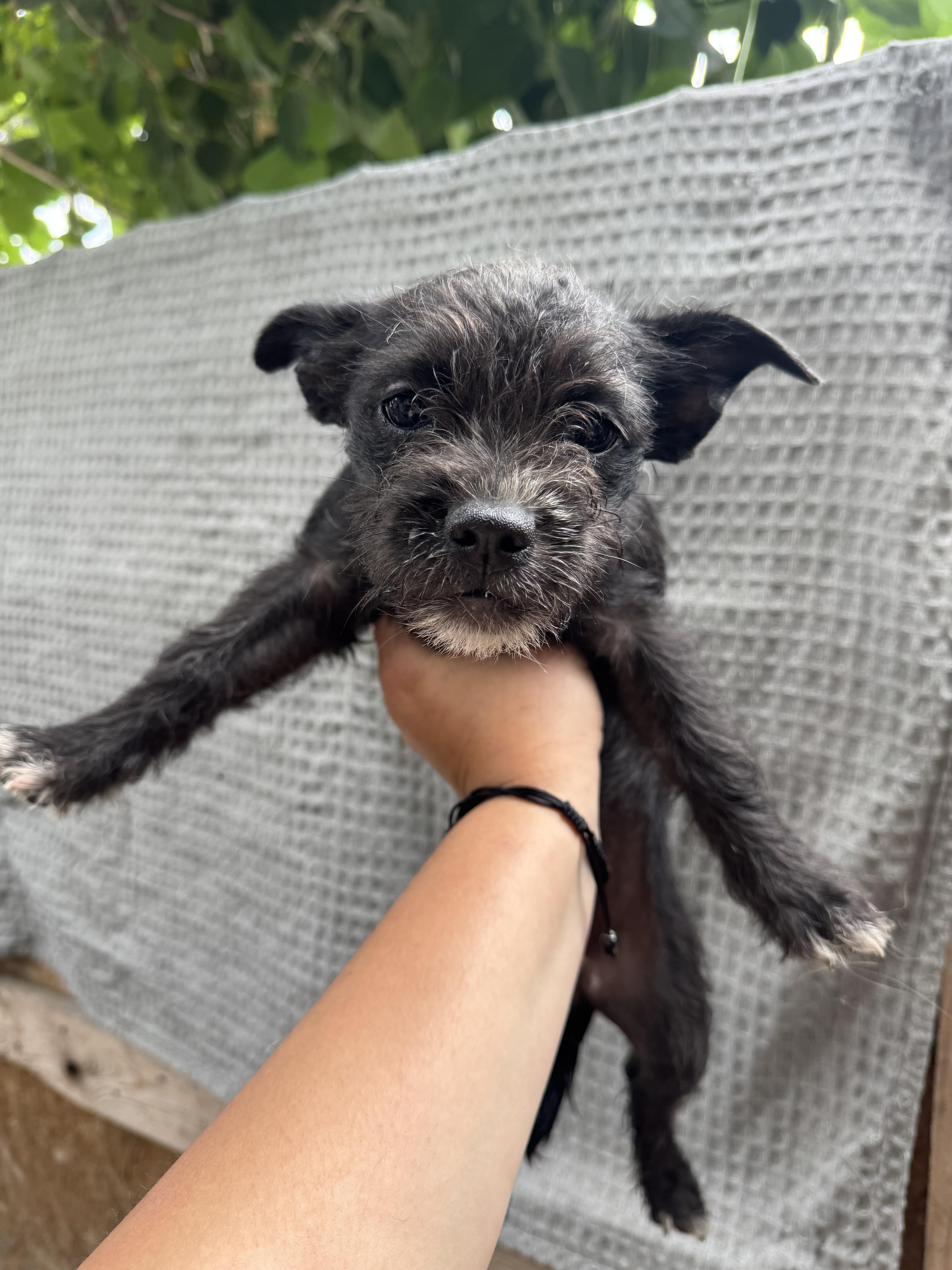 Mavis thumbnail 2