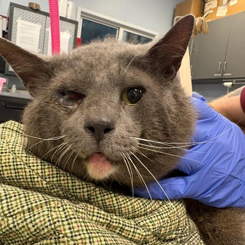 An adult large-sized male Gray / Blue / Silver Domestic Short Hair cat named Cap for adoption in Milton, FL