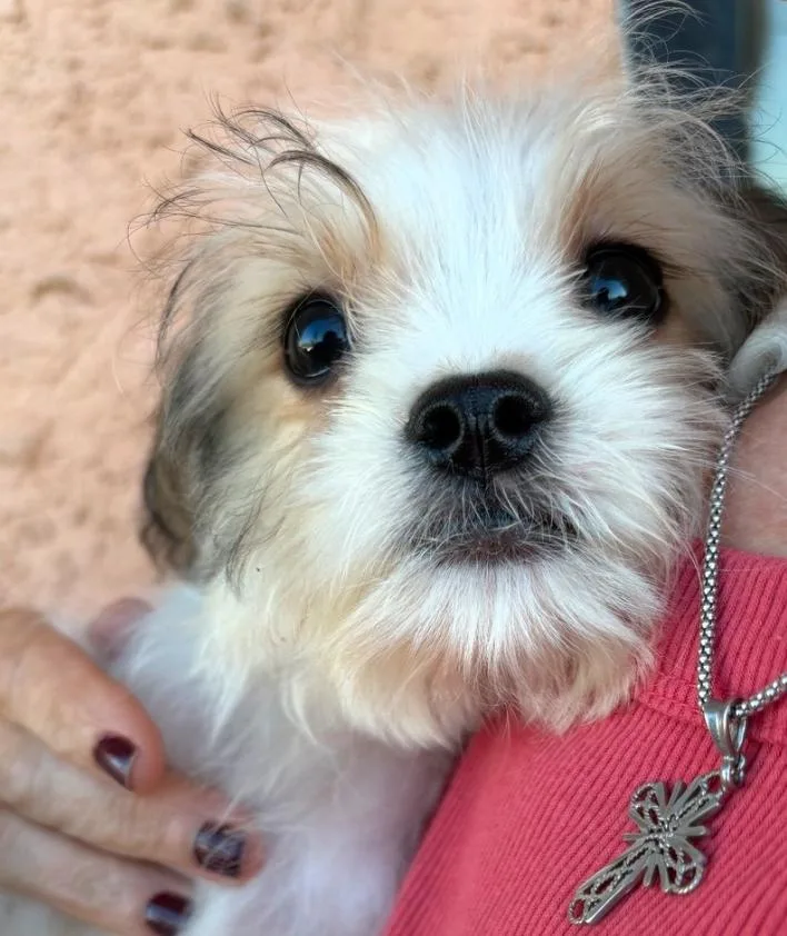 A baby small-sized female White / Cream Shih Tzu dog named Galette for adoption in Los Angeles, CA