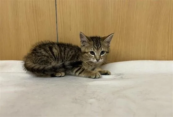 A baby small-sized female Domestic Medium Hair cat named Cheetah Girl for adoption in Saint Louis, MO