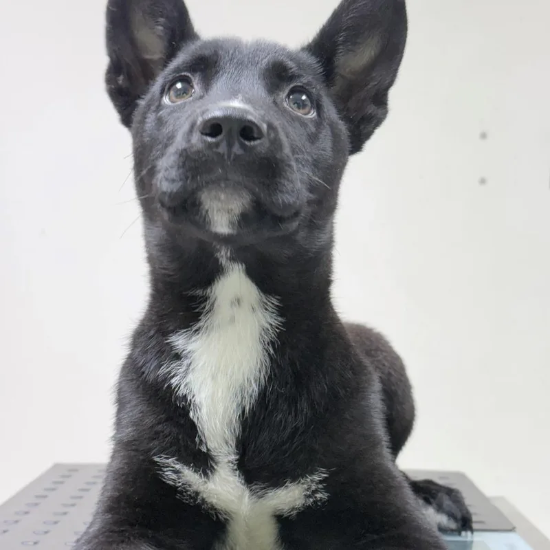 A baby medium-sized male Black Collie dog named Kevin for adoption in Tyler, TX