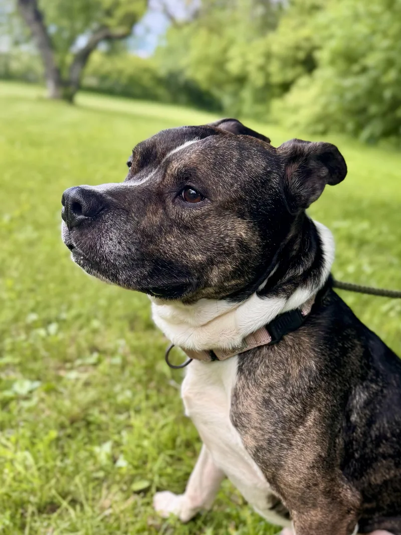 An adult medium-sized male Brindle Mixed Breed dog named Brisket for adoption in Midland, MI