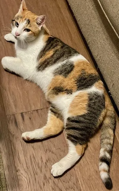 Daisy Mae thumbnail 3