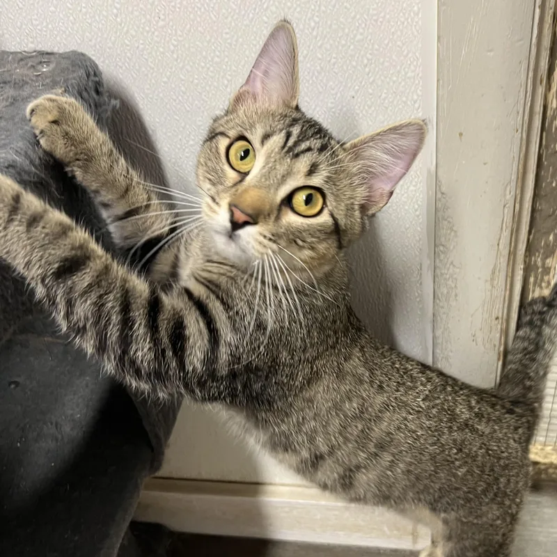 A baby small-sized male Brown / Chocolate Domestic Short Hair cat named Elvis for adoption in Spencer, IA