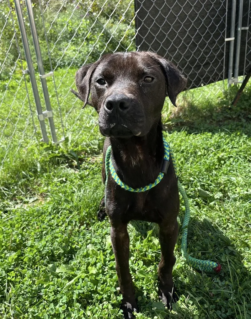 An adult medium-sized male Mixed Breed dog named Stanley for adoption in Youngstown, OH