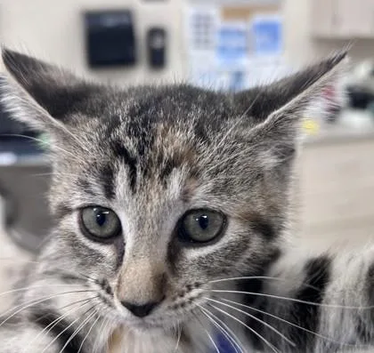 A baby large-sized female Domestic Short Hair cat named Ginger Snap for adoption in Westland, MI