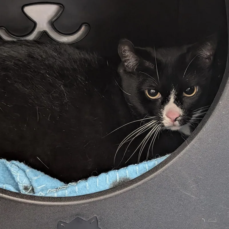 An adult large-sized female Black Domestic Short Hair cat named Priscilla for adoption in Titusville, FL