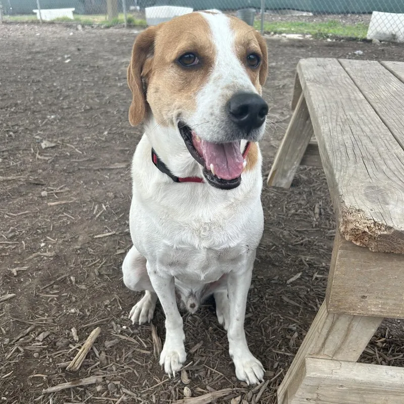 An adult large-sized male White / Cream Hound dog named Puck for adoption in Kyle, TX