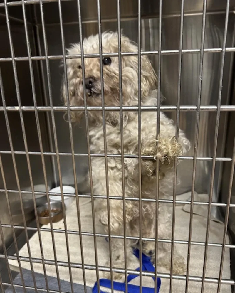 A senior small-sized male White / Cream Poodle dog named Wally for adoption in Warren, NJ