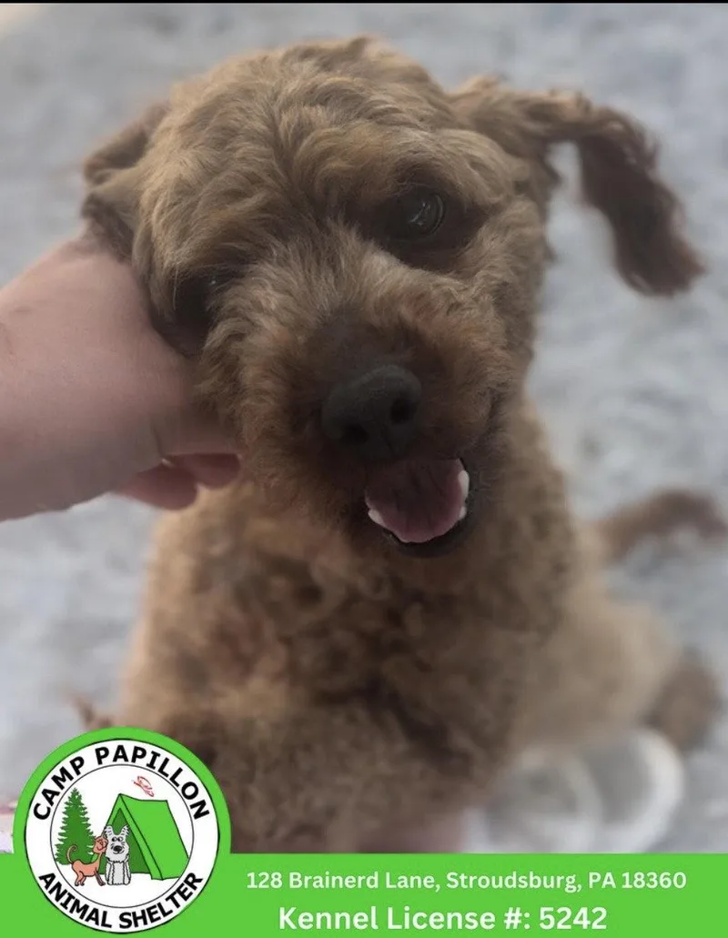 An adult medium-sized male Poodle dog named Baxter for adoption in Stroudsburg, PA