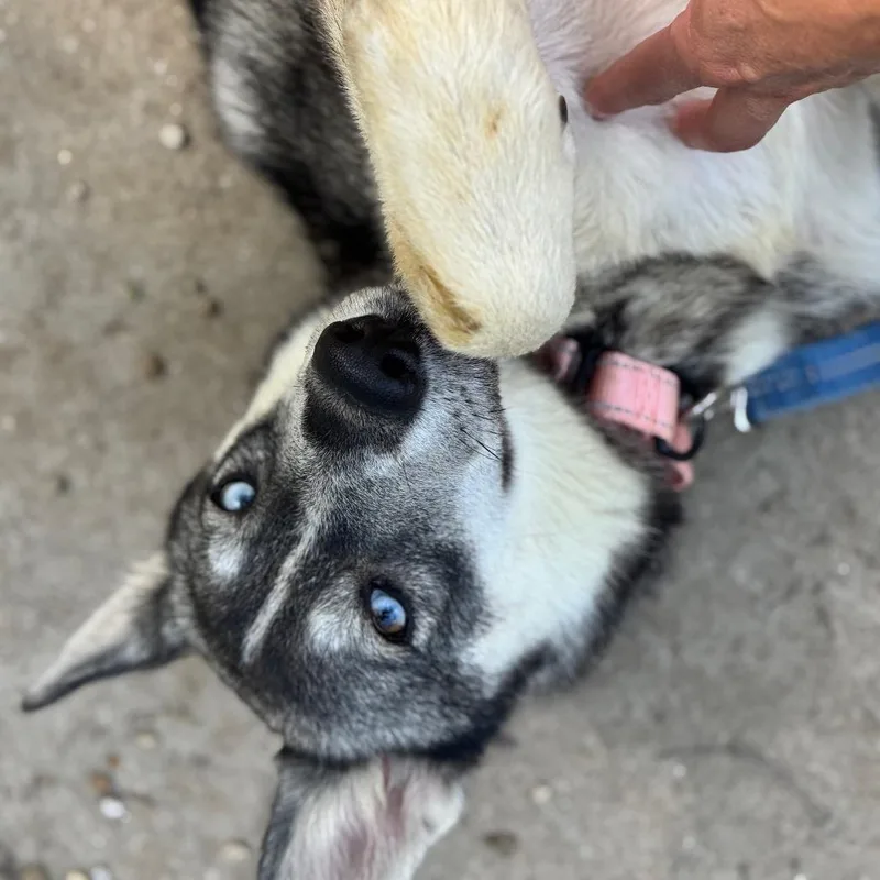 A young medium-sized female Gray / Blue / Silver Husky dog named Tate for adoption in Pekin, IL