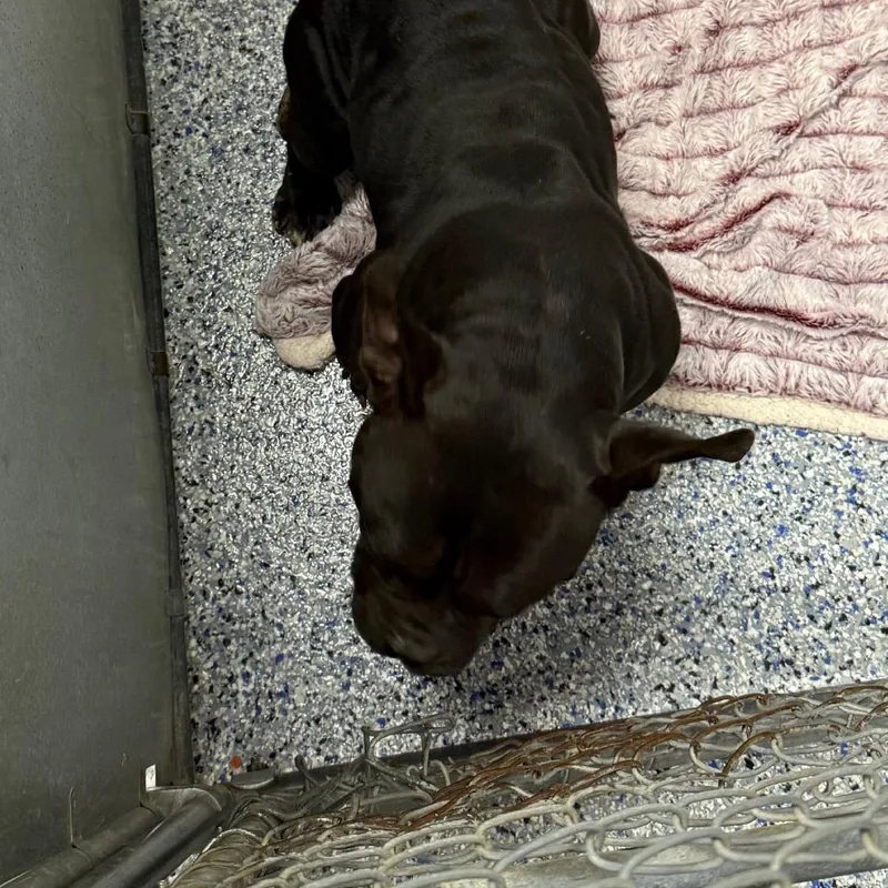 An adult medium-sized female Black English Bulldog dog named Pubbles for adoption in Greenville, SC