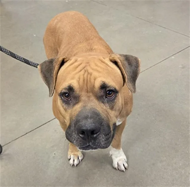 An adult large-sized female Boerboel dog named Matilda for adoption in Phoenix, AZ