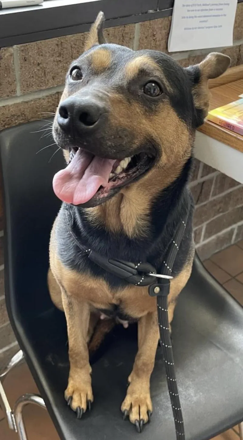 An adult medium-sized female Black Shepherd dog named Nova Hold for adoption in Canton, OH