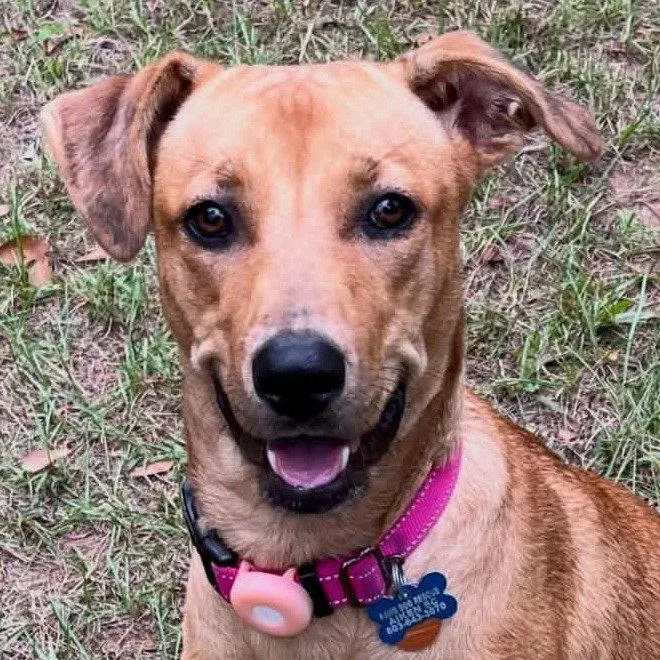A young medium-sized female Labrador Retriever dog named Max for adoption in Bloomfield, CT