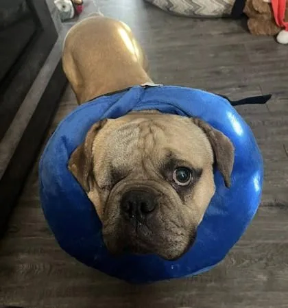 Duke Ellington thumbnail 3