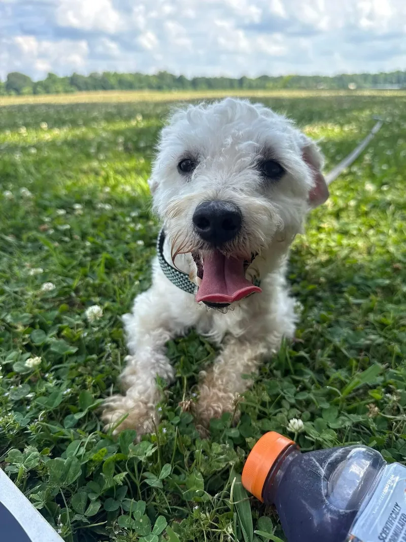A young small-sized male White / Cream Bichon Frise dog named Banjo for adoption in MADISON, AL