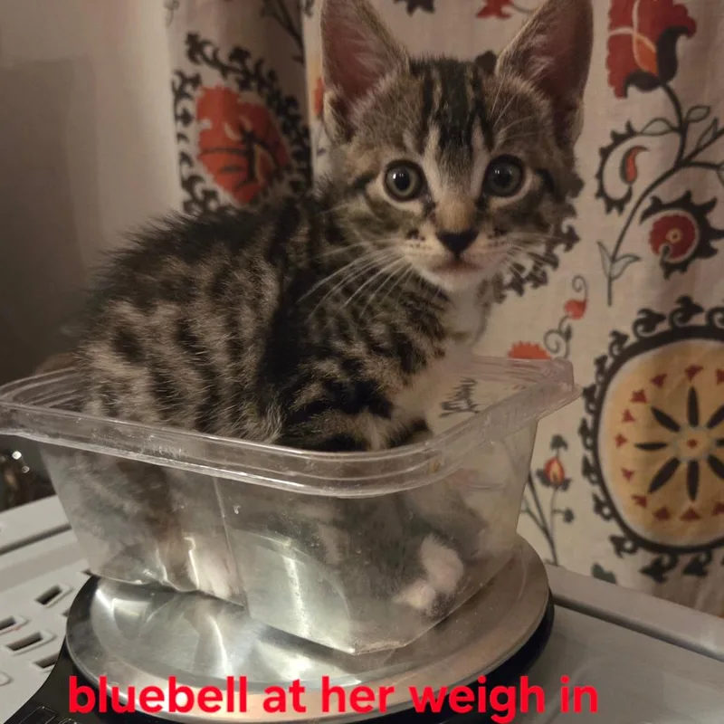 Bluebell thumbnail 2