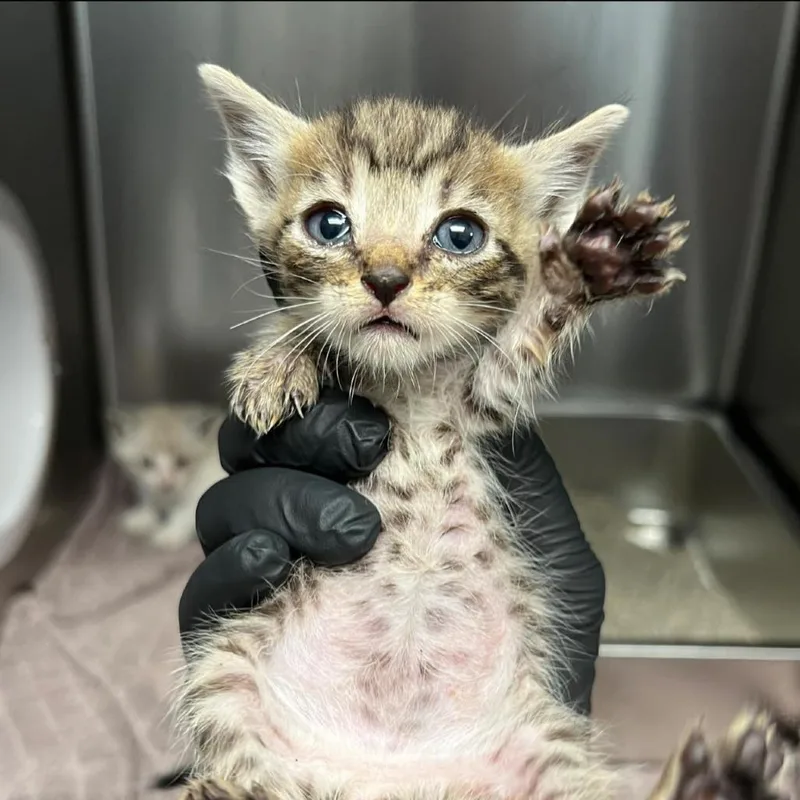 A baby small-sized female Brown / Chocolate Domestic Short Hair cat named Maple for adoption in Redwood City, CA