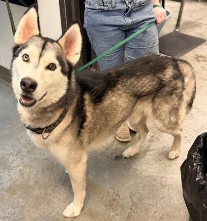 An adult medium-sized male Husky dog named Monroe for adoption in Bowling Green, KY