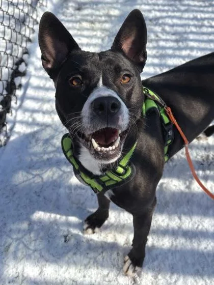 A young medium-sized female Mixed Breed dog named Marcy for adoption in Knoxville, TN
