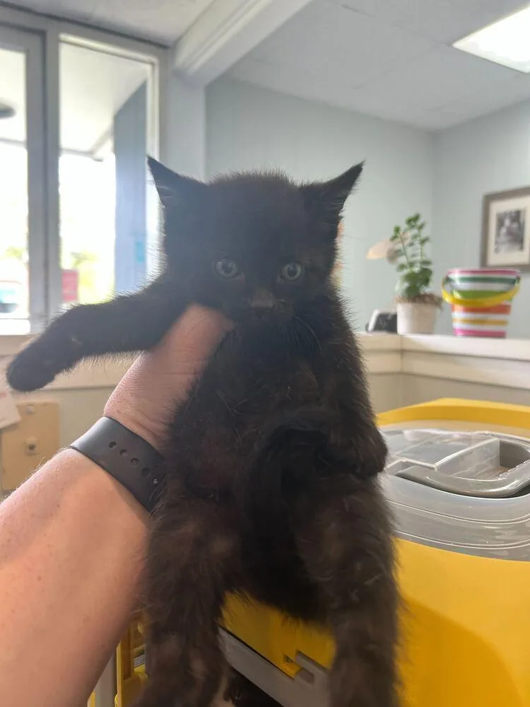 A baby medium-sized female Black Domestic Short Hair cat named Gates for adoption in North Brunswick, NJ