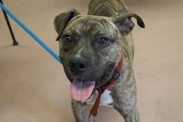 An adult medium-sized male Mixed Breed dog named Eddie for adoption in Columbia, SC