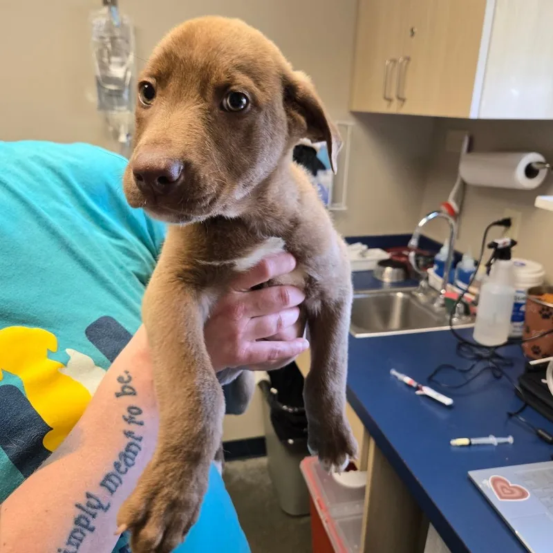A baby medium-sized male Brown / Chocolate Labrador Retriever dog named Barley for adoption in Wilmington, DE
