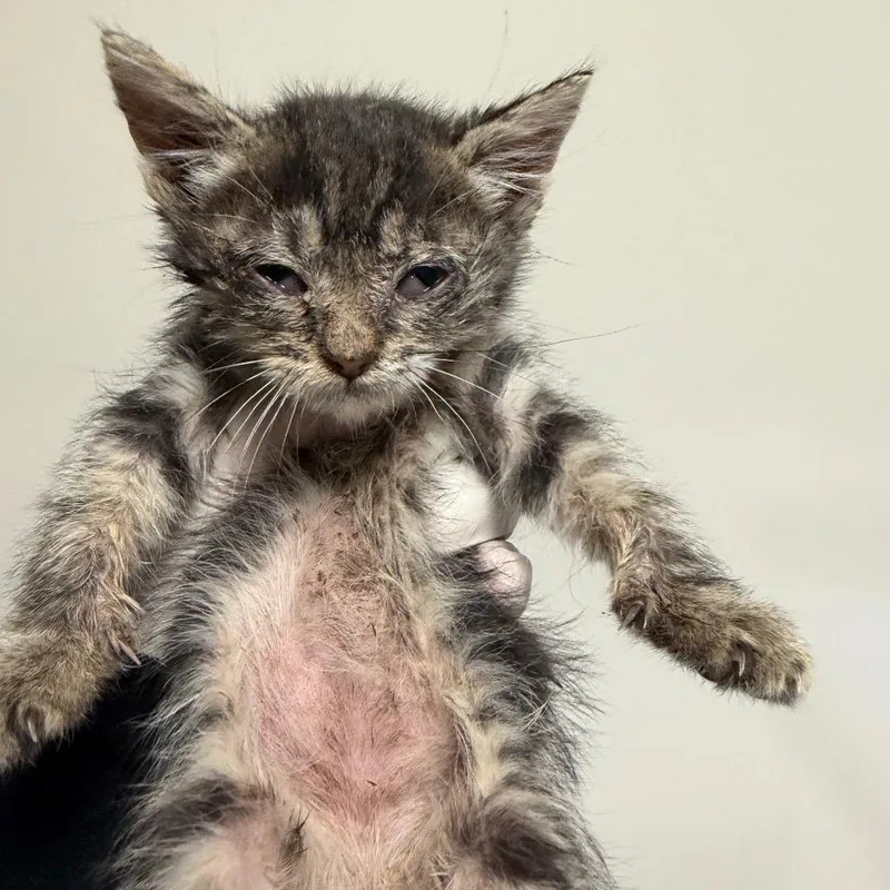 A baby small-sized female Brown / Chocolate Domestic Short Hair cat named Sandy for adoption in Reno, NV