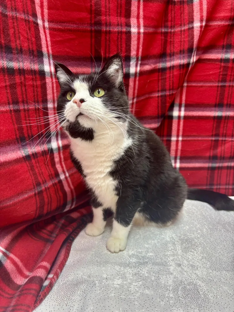 An adult medium-sized male Black Domestic Short Hair cat named Moo for adoption in Upper Sandusky, OH