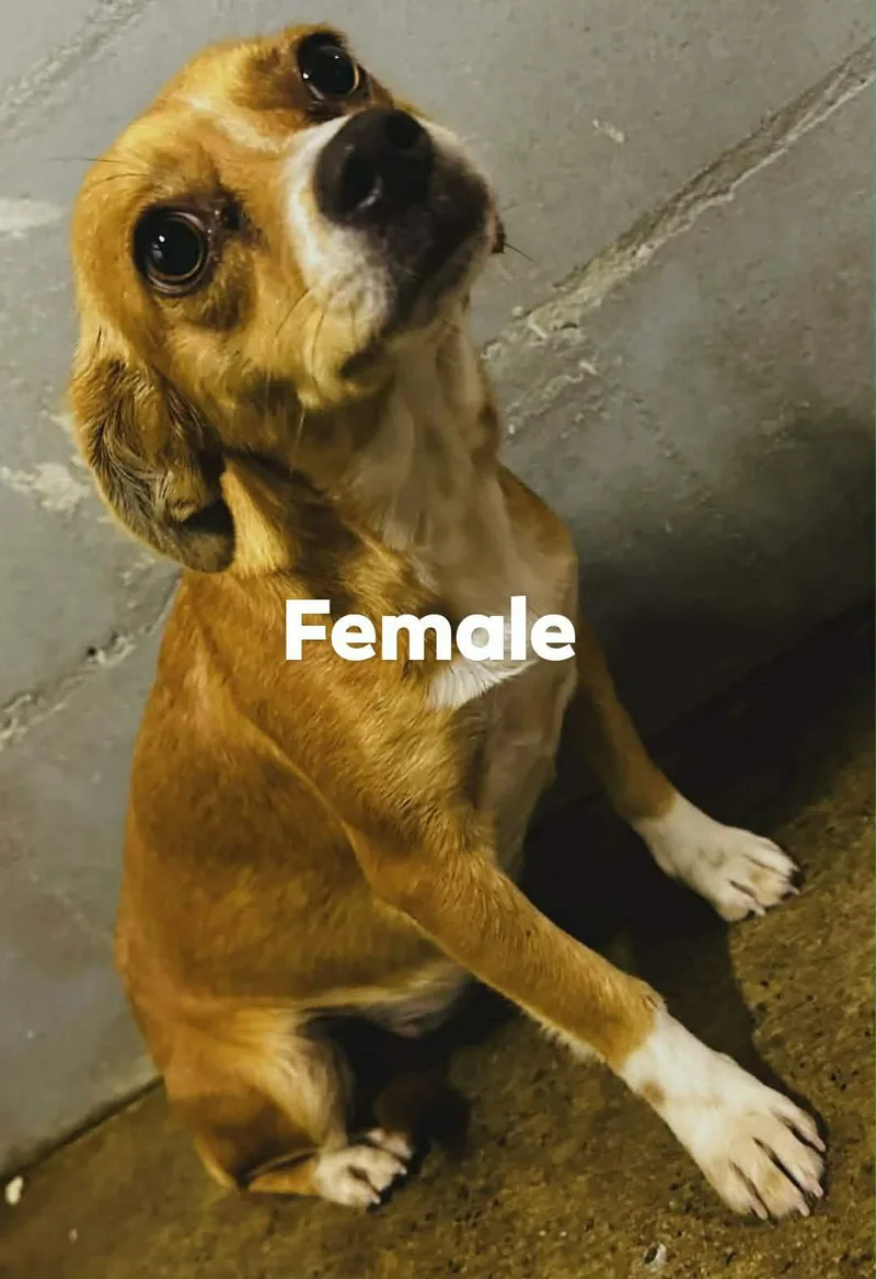 Amarilla