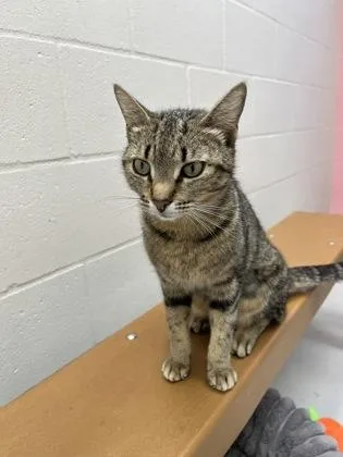 An adult large-sized female Domestic Short Hair cat named Shelby for adoption in Largo, FL