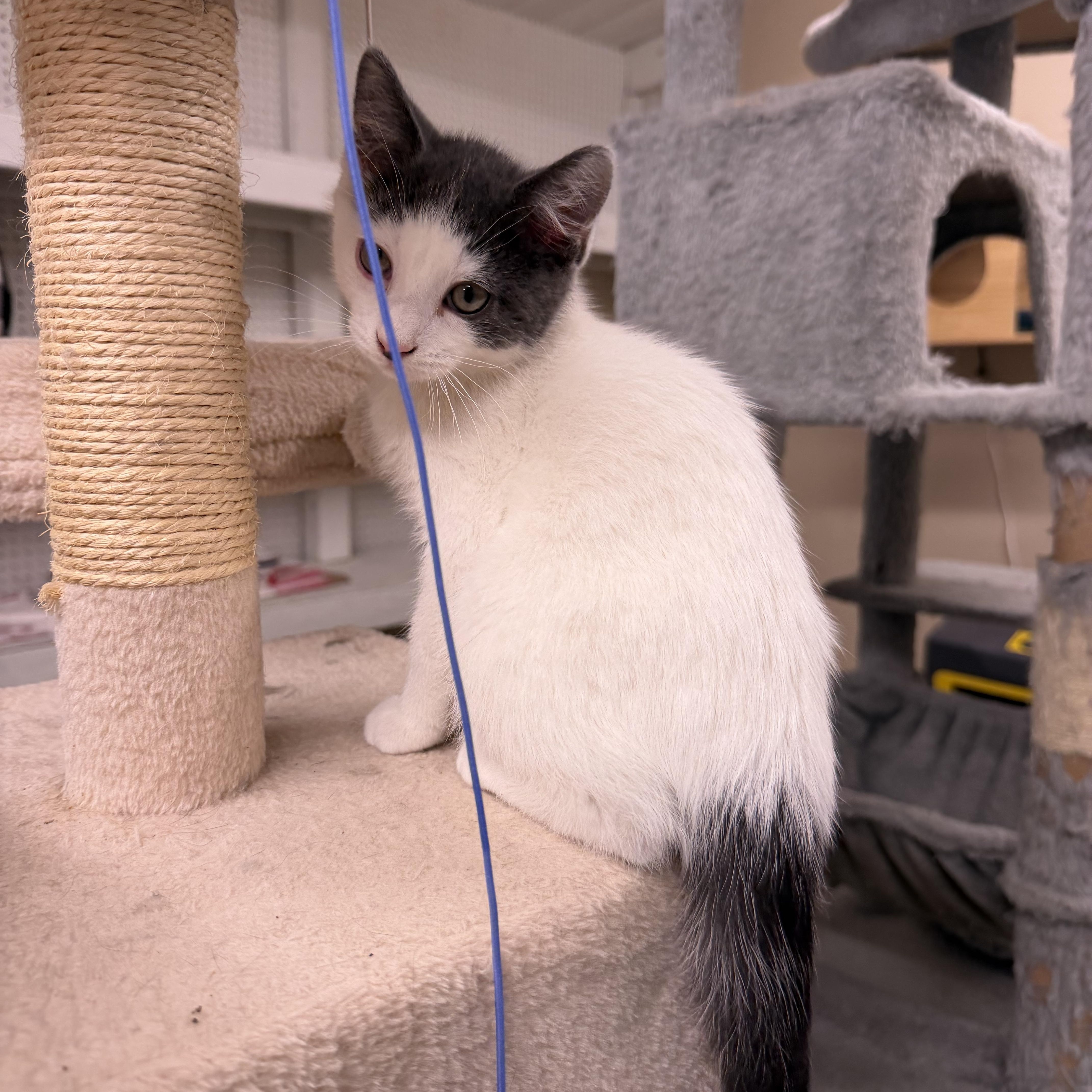 A baby small-sized male Gray & White Domestic Short Hair cat named Cadbury for adoption in Mauston, WI