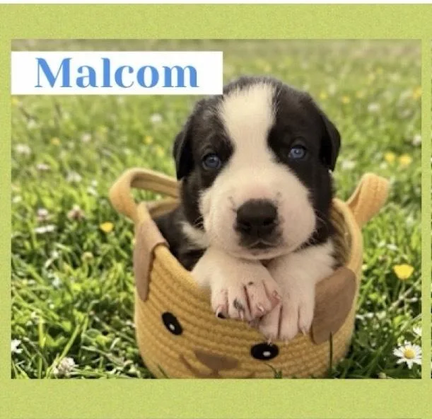A baby large-sized male Tricolor (Brown, Black, & White) Great Dane dog named Malcolm for adoption in Canyon Country, CA