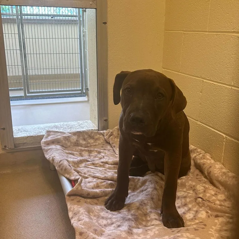 A young medium-sized male Brown / Chocolate Mixed Breed dog named Beebee for adoption in Asheville, NC