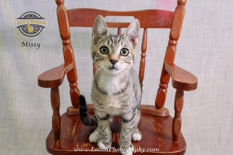 A young medium-sized female Domestic Short Hair cat named Missy for adoption in Riverside, CA