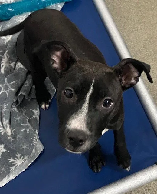 A young medium-sized female Mixed Breed dog named Sissy Months Female for adoption in Sterling, MA