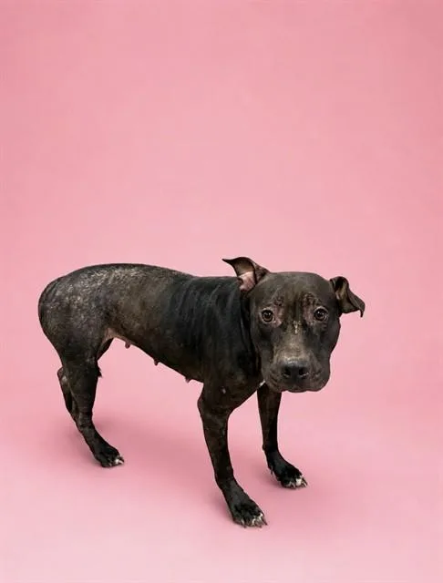 An adult medium-sized female Terrier dog named Sheka for adoption in Miami, FL