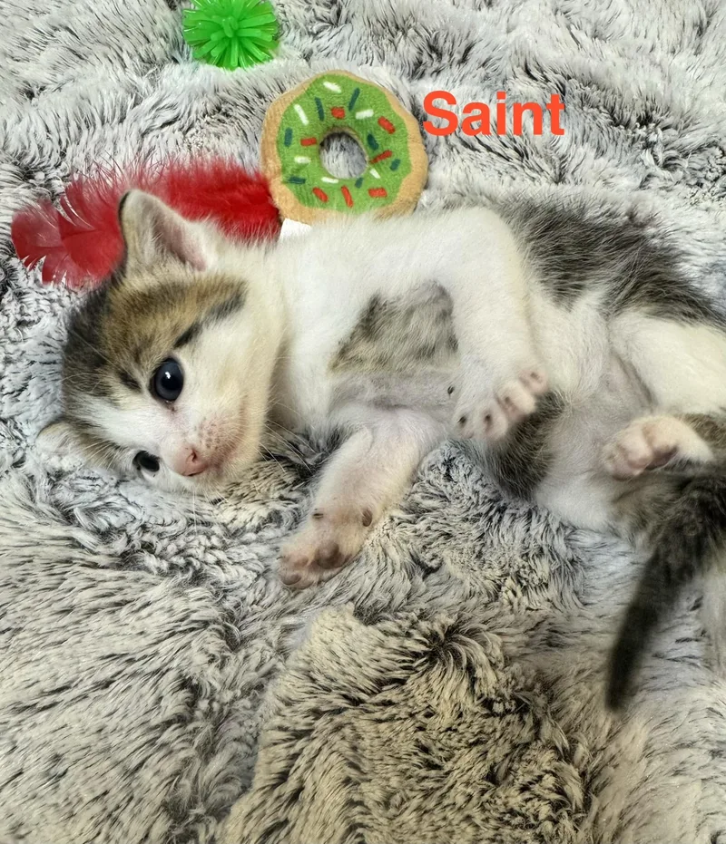 Saint