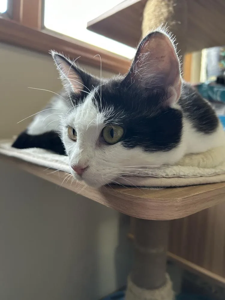 An adult medium-sized female Black & White / Tuxedo Domestic Short Hair cat named Panda Bear for adoption in Clinton Township, MI