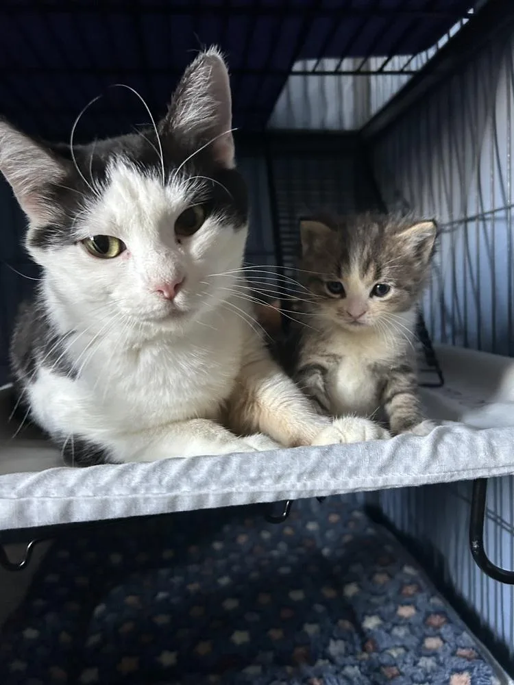 Panda Bear thumbnail 2