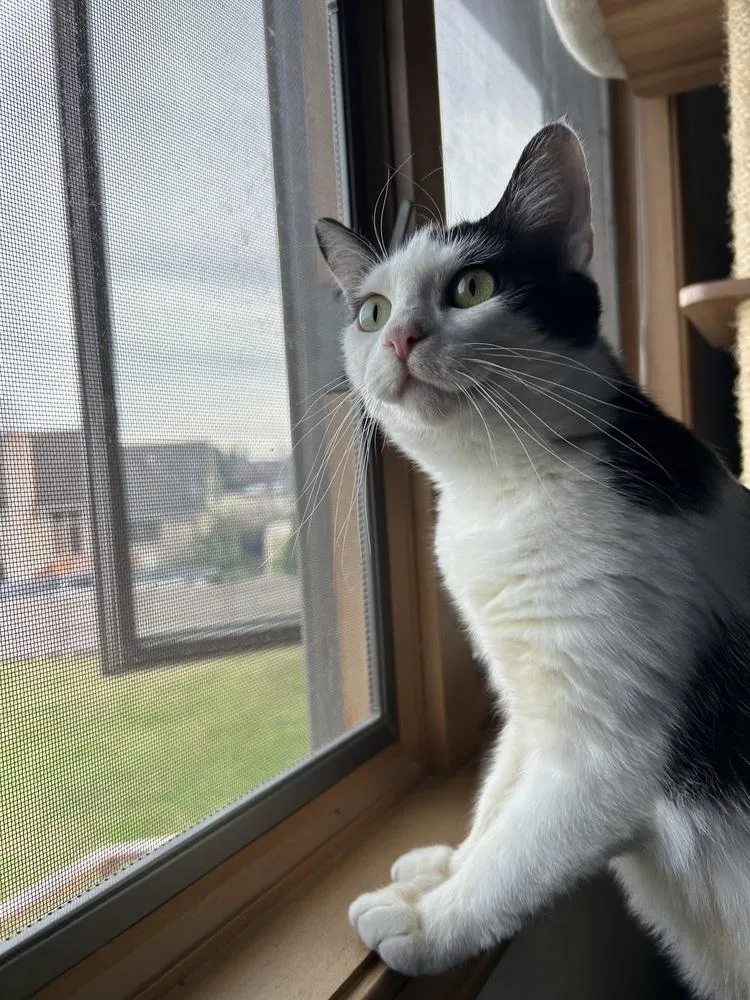 Panda Bear thumbnail 3