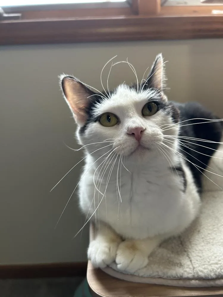 Panda Bear thumbnail 4