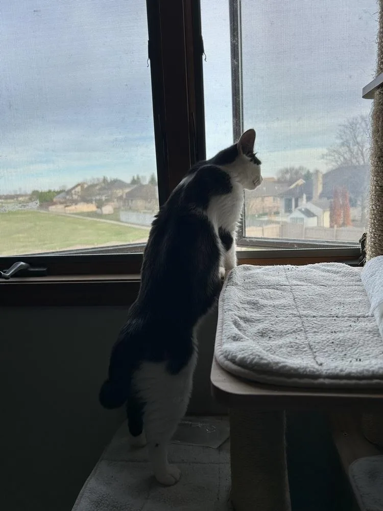 Panda Bear thumbnail 5