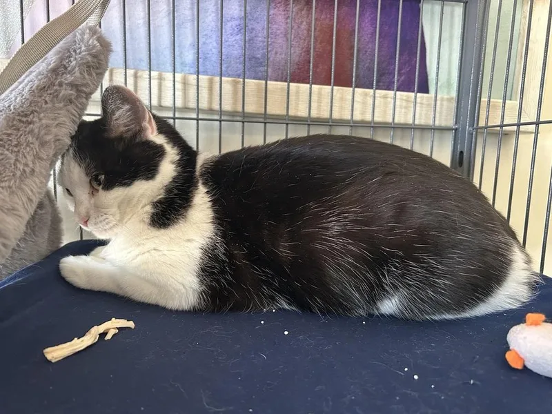 Panda Bear thumbnail 6