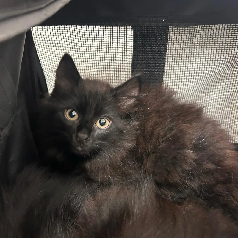 A baby small-sized male Black Domestic Medium Hair cat named Caterpillar for adoption in Edinburg, TX
