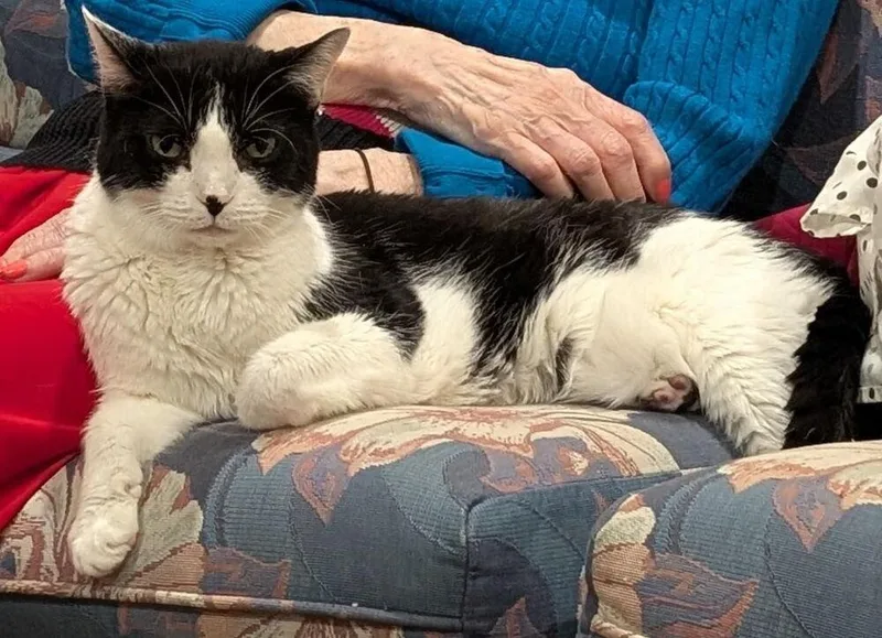 A senior medium-sized female Black & White / Tuxedo Domestic Short Hair cat named Spooky for adoption in Dallas, TX