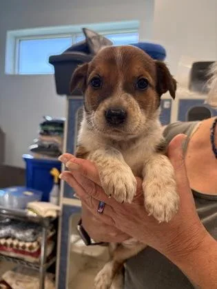 A baby small-sized female Mixed Breed dog named Piglet for adoption in Beatrice, NE