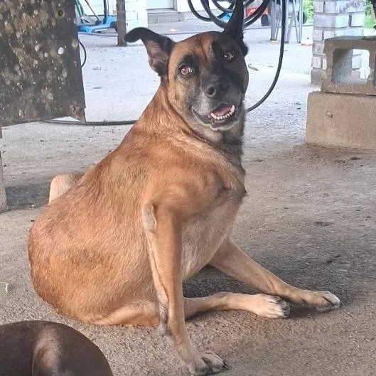 An adult medium-sized female Mixed Breed dog named Miney for adoption in Danville, KY