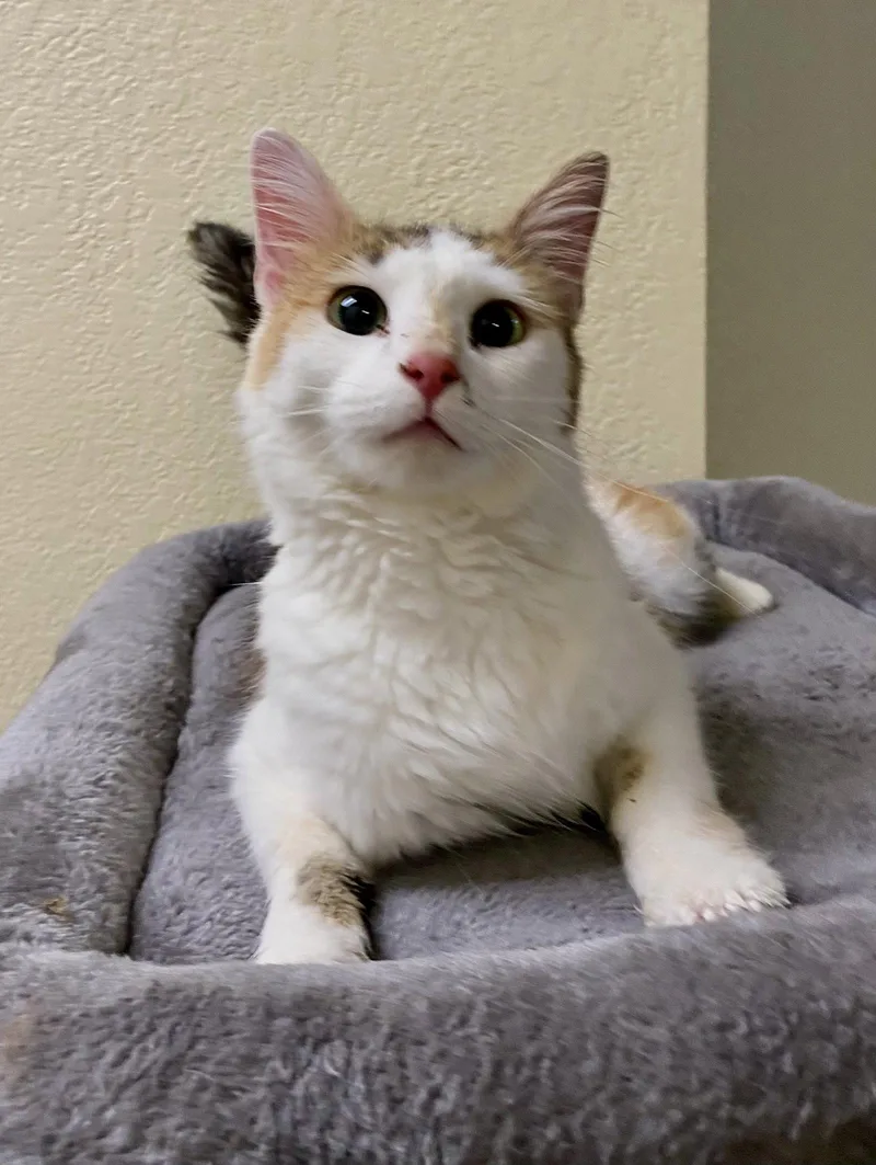 An adult medium-sized female Domestic Medium Hair cat named Belle for adoption in Fargo, ND